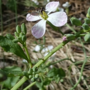 Monitoring Insect Pollinators at Emu Creek Belconnen (ECB) - 28 Oct 2023