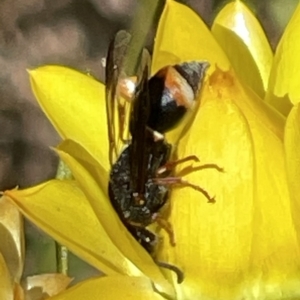 Monitoring Insect Pollinators at Mugga Mugga NR (MUG) - 29 Oct 2023