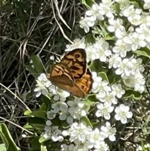 Monitoring Insect Pollinators at Mugga Mugga NR (MUG) - 29 Oct 2023