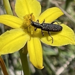 Monitoring Insect Pollinators at Mugga Mugga NR (MUG) - 29 Oct 2023