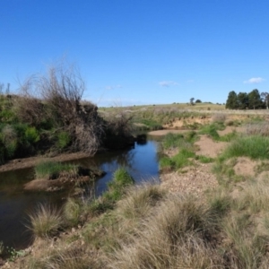 FrogWatch survey at FGC031: Ginninderra/Gooromon Ponds Ck - 26 Oct 2023