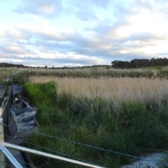 FrogWatch survey at FGC030: Gooromon Ponds Ck - 18 Oct 2023