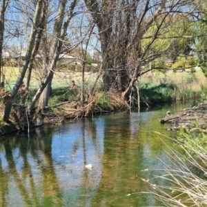 FrogWatch survey at COO625: Cooma Ck Banksia Ln - 27 Oct 2023