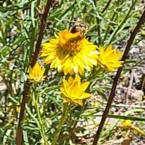 Monitoring Insect Pollinators at Little Taylor Grassland (LTG) - 29 Oct 2023