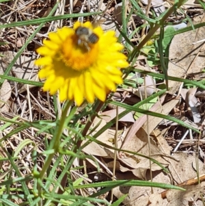 Monitoring Insect Pollinators at Little Taylor Grassland (LTG) - 29 Oct 2023