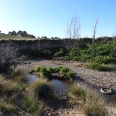 FrogWatch survey at FGC031: Ginninderra/Gooromon Ponds Ck - 30 Oct 2023