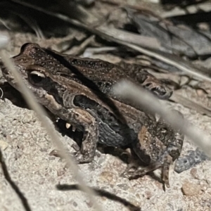 FrogWatch survey at TAY200: Mt Taylor 2 - 30 Oct 2023