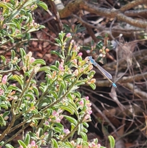 Monitoring Insect Pollinators at Commonwealth Park (CWP) - 31 Oct 2023