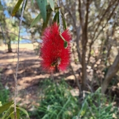 Monitoring Insect Pollinators at Commonwealth Park (CWP) - 31 Oct 2023