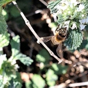 Monitoring Insect Pollinators at Justice Robert Hope Reserve (JRH) - 10 Oct 2023