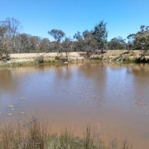 FrogWatch survey at MFL002: 2nd Pond from Entrance - 9 Oct 2023