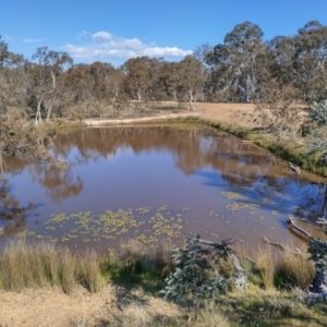 FrogWatch survey at MFL002: 2nd Pond from Entrance - 20 Oct 2023