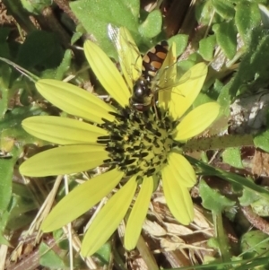 Monitoring Insect Pollinators at Telopea Park (TEL) - 24 Oct 2023