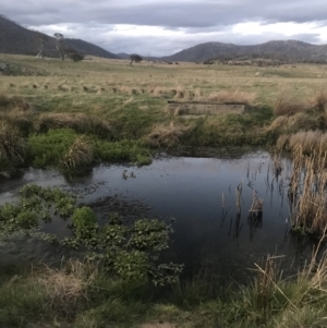 FrogWatch survey at FTB010: Bogong Ck - 27 Oct 2023