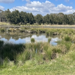 FrogWatch survey at FTP100: Isabella Pond - 13 Oct 2023