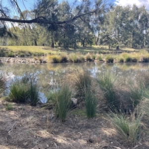 FrogWatch survey at FTP100: Isabella Pond - 13 Oct 2023