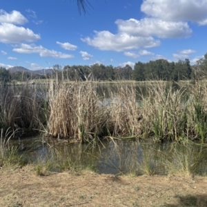 FrogWatch survey at BON300: Upper Stranger, Bonython - 16 Oct 2023