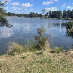 FrogWatch survey at BON300: Upper Stranger, Bonython - 16 Oct 2023