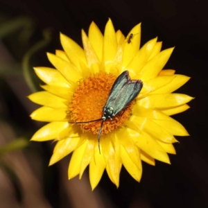 Monitoring Insect Pollinators at Black Mountain NR (BMS) - 6 Nov 2023