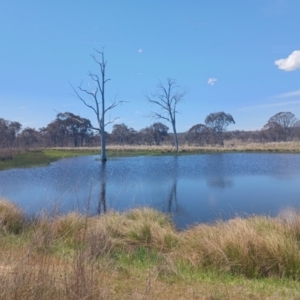 FrogWatch survey at MFL013: SE Dam Near Bird Site 7 - 20 Oct 2023