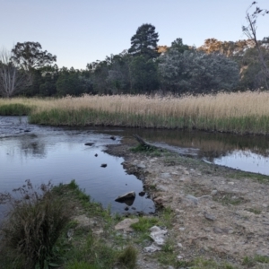 FrogWatch survey at FMC020: QBN River @ Barracks Flat - 24 Oct 2023
