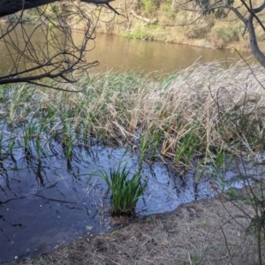 FrogWatch survey at QBN455: QBN River @ Doeberl 2 - 24 Oct 2023