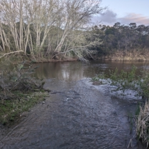 FrogWatch survey at QBN450: QBN River @ Doeberl 1 - 24 Oct 2023