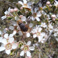 Monitoring Insect Pollinators at Croke Place Grassland (CPG) - 6 Nov 2023