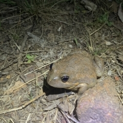 FrogWatch survey at FMC210: Mt Majura 2 Upper - 20 Oct 2023