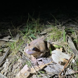 FrogWatch survey at FMC210: Mt Majura 2 Upper - 20 Oct 2023