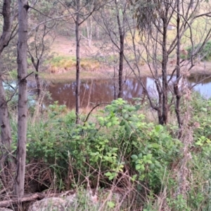 FrogWatch survey at WEE100: Weemalla Sarah's Wallaroo site - 22 Oct 2023