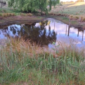 FrogWatch survey at WEE100: Weemalla Sarah's Wallaroo site - 22 Oct 2023