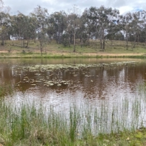 FrogWatch survey at MFL007: Mulligans Flat 7 - 15 Oct 2023