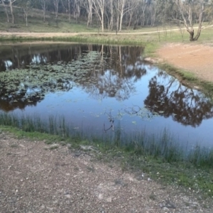 FrogWatch survey at MFL007: Mulligans Flat 7 - 23 Oct 2023