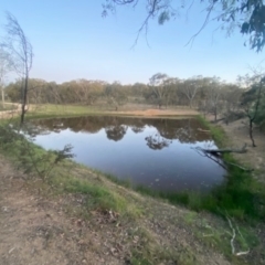 FrogWatch survey at MFL007: Mulligans Flat 7 - 23 Oct 2023