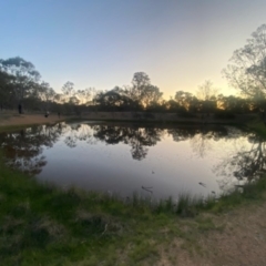 FrogWatch survey at MFL007: Mulligans Flat 7 - 23 Oct 2023