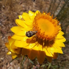Monitoring Insect Pollinators at Justice Robert Hope Reserve (JRH) - 10 Nov 2023