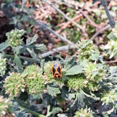 Monitoring Insect Pollinators at Justice Robert Hope Reserve (JRH) - 10 Nov 2023