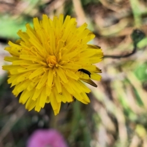 Monitoring Insect Pollinators at Franklin Grassland (FRA_5) - 15 Nov 2023