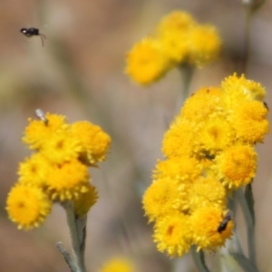 Monitoring Insect Pollinators at Franklin Grassland (FRA_5) - 15 Nov 2023