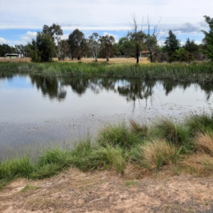 FrogWatch survey at MCW001: McKellar Wetland 1 - 18 Oct 2023