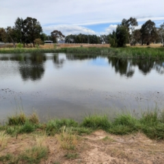 FrogWatch survey at MCW001: McKellar Wetland 1 - 18 Oct 2023