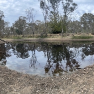 FrogWatch survey at ARA300: Eastern Bush Dam - 18 Nov 2023