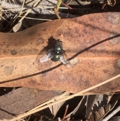 Monitoring Insect Pollinators at Mount Majura (MMS) - 26 Nov 2023