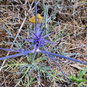 Monitoring Insect Pollinators at Franklin Grassland (FRA_5) - 27 Nov 2023