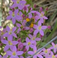 Monitoring Insect Pollinators at Monash Grassland (MGE) - 16 Dec 2023