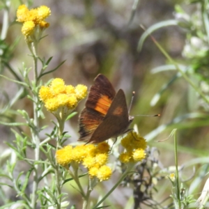 Monitoring Insect Pollinators at McQuoids Hill NR (MCQ) - 22 Dec 2023