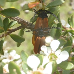 Monitoring Insect Pollinators at Isaacs Ridge NR (ICR) - 19 Dec 2023