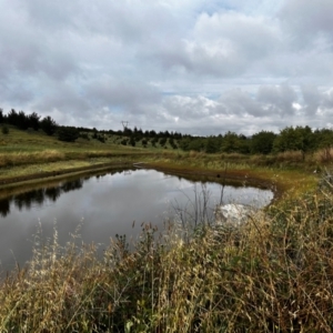 FrogWatch survey at NAD036: Larch Dam Forest 36 - 3 Jan 2024