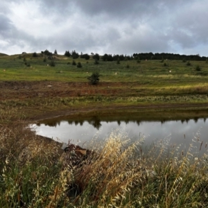 FrogWatch survey at NAD036: Larch Dam Forest 36 - 3 Jan 2024